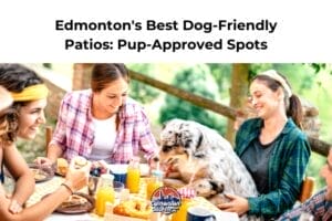 Dog-friendly patios in Edmonton with happy patrons and their dogs enjoying the sunny outdoor space.